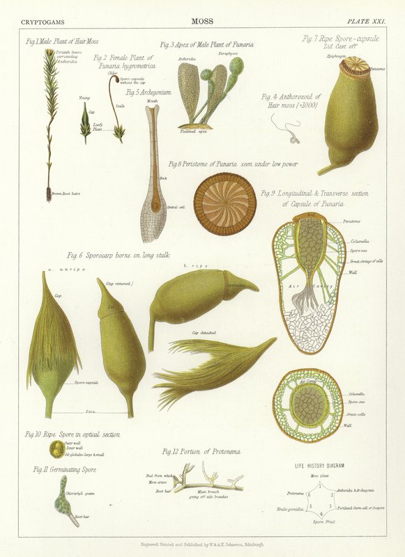 Moss by English School