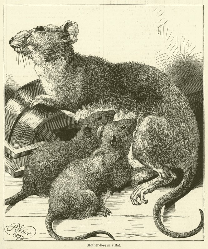 Mother-love in a Rat (engraving) by English School