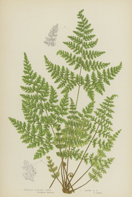 Mountain Bladder Fern, Alpine Bladder Fern by English School