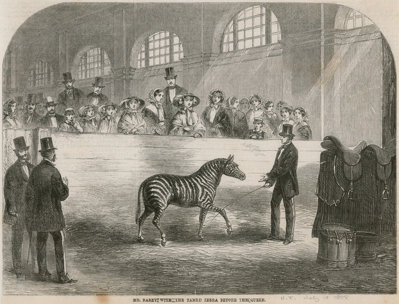 Mr. Rarey with the Tamed Zebra Before the Queen by English School