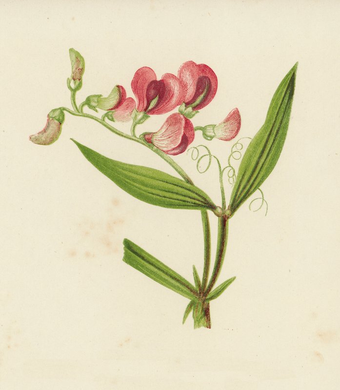 Narrow-Leaved Everlasting Pea, Lathyrus Sylvestris by English School