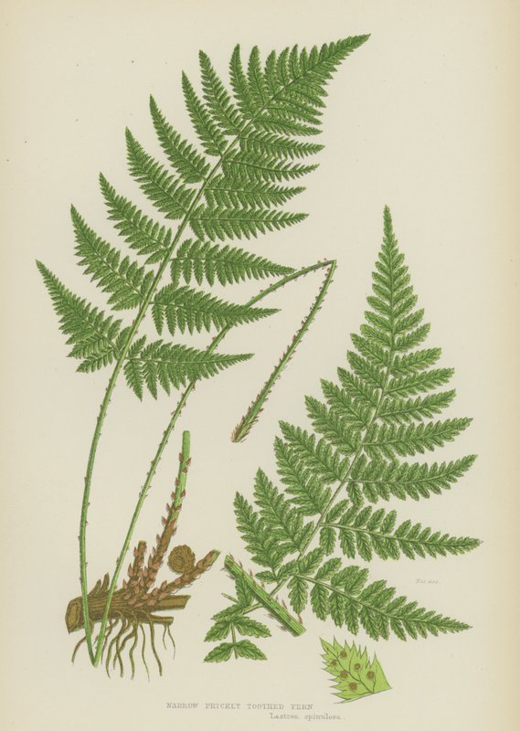 Narrow Prickly Toothed Fern by English School