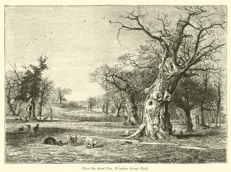Near the Goat Pen, Windsor Great Park by English School