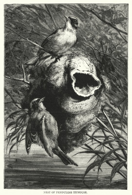 Nest of Penduline Titmouse by English School