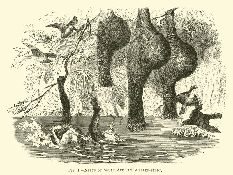 Nests of South African Weaver-birds by English School