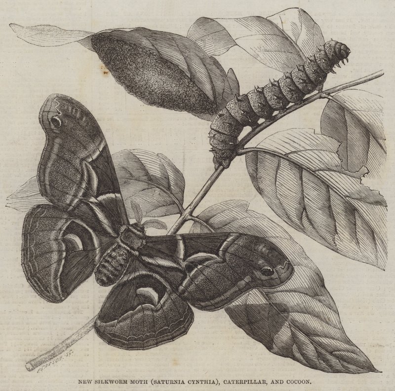 New Silkworm Moth (Saturnia Cynthia), Caterpillar, and Cocoon by English School