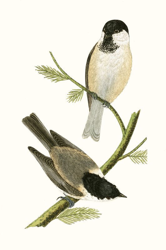 Northern Tit, Illustration from 