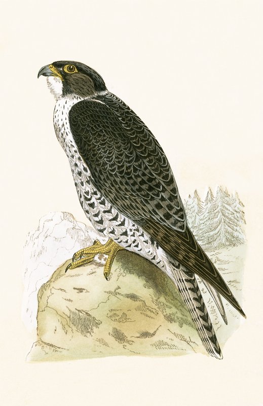 Norwegian Jer-Falcon, Illustration from 