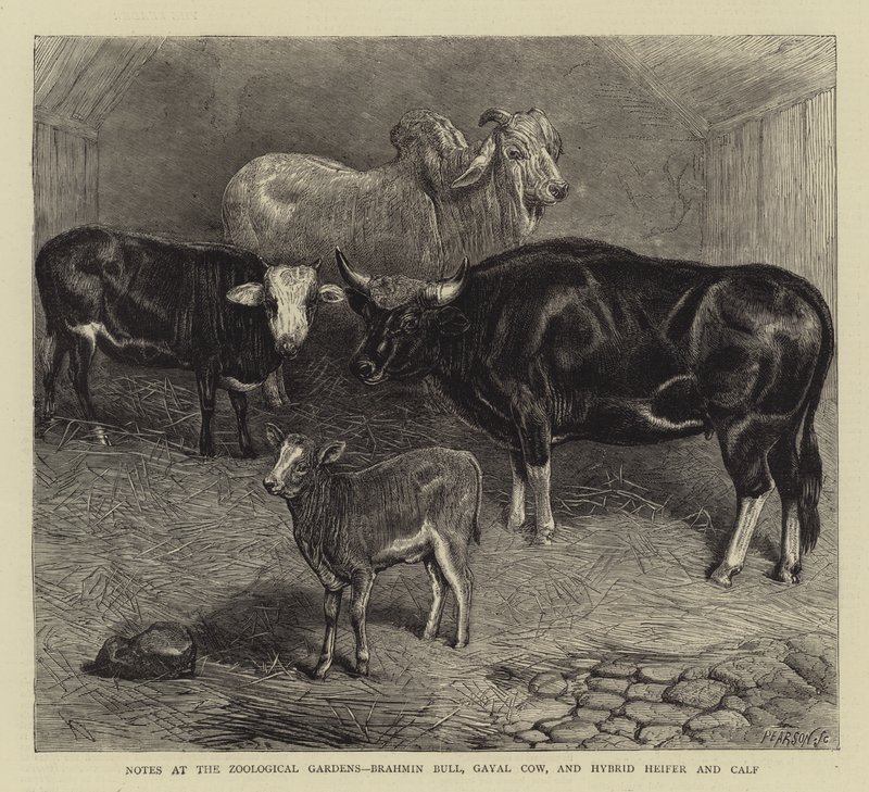 Notes at the Zoological Gardens, Brahmin Bull, Gayal Cow, and Hybrid Heifer and Calf by English School