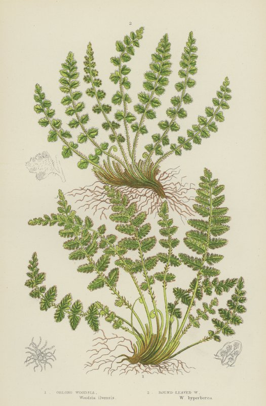 Oblong Woodsia, Round-Leaved Woodsia by English School