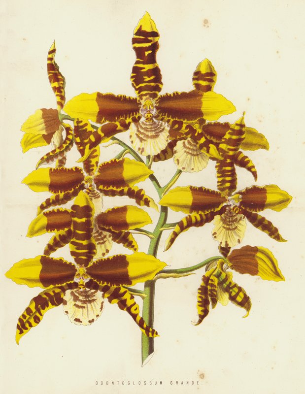 Odontoglossum Grande by English School
