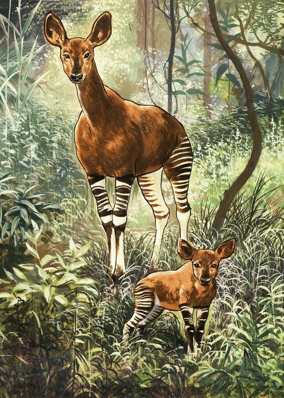 Okapis of the Congo by English School