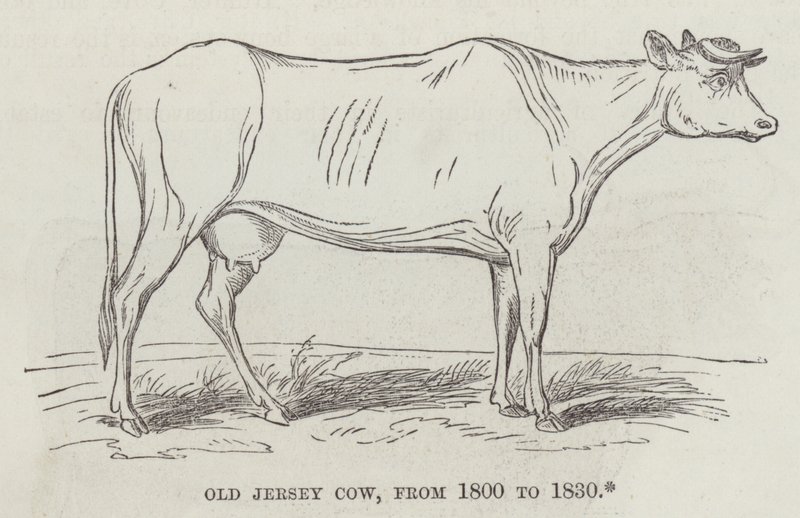 Old Jersey cow, from 1800 to 1830 by English School
