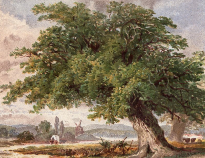 Old Oak by the Wayside, Surrey by English School