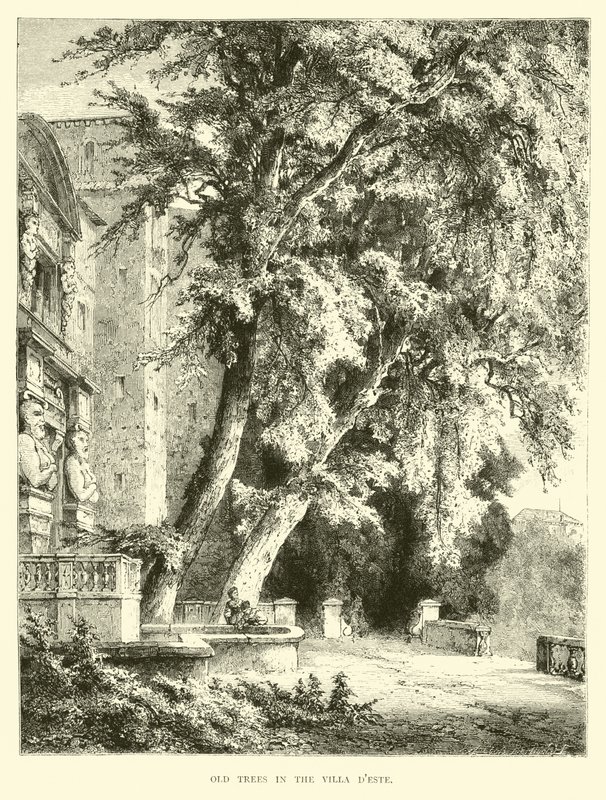 Old trees in the Villa d