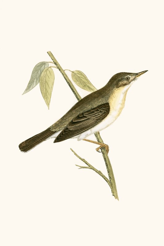 Olivaceous Warbler, Illustration from 