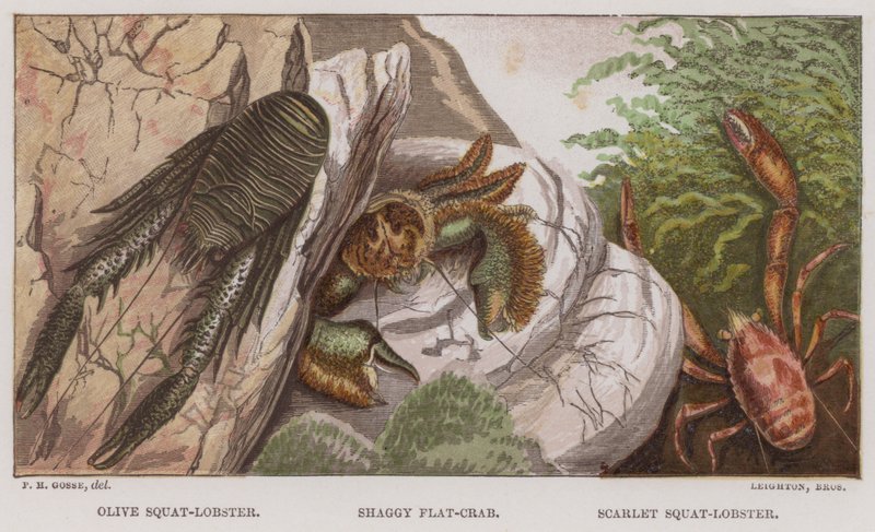 Olive Squat-Lobster, Shaggy Flat-Crab, Scarlet Squat-Lobster by English School