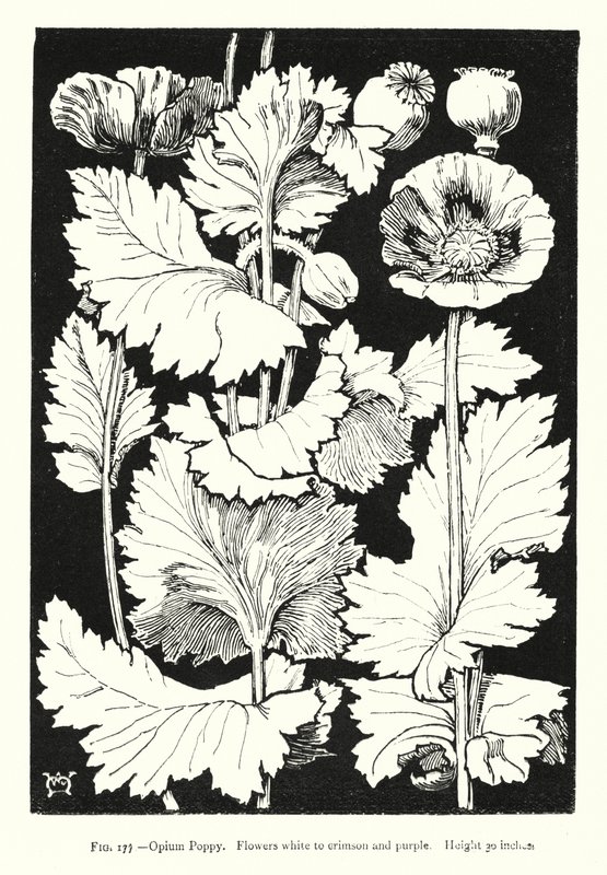 Opium Poppy; Flowers white to crimson and purple; Height 30 inches by English School