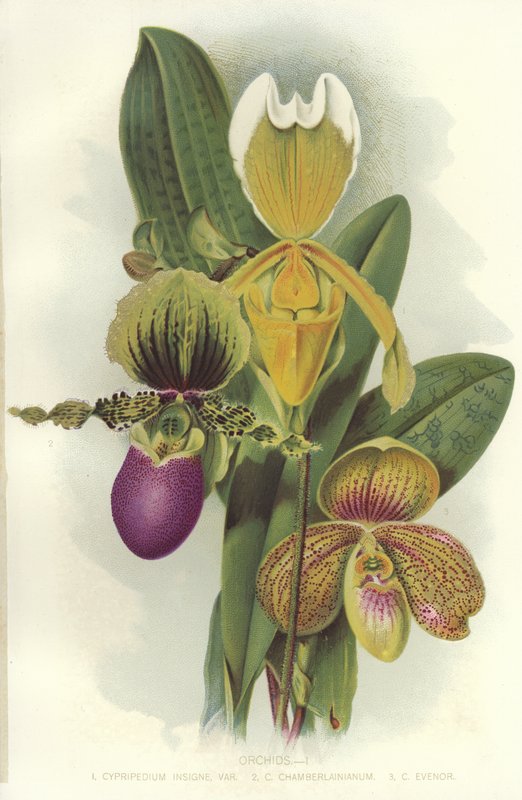 Orchids by English School