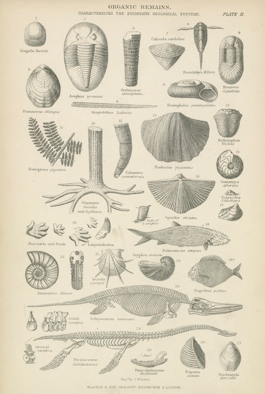 Organic remains by English School