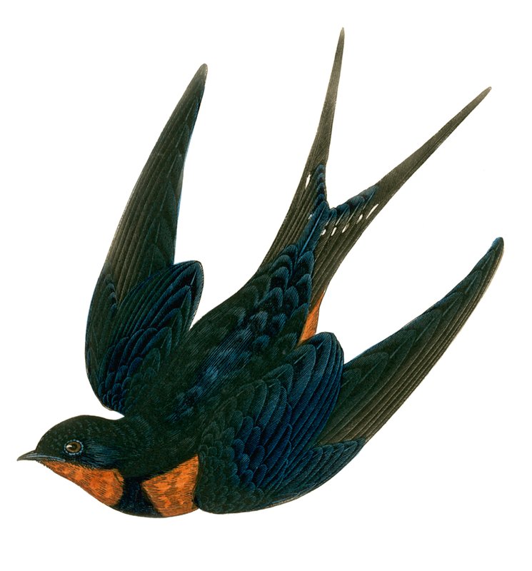 Oriental chimney Swallow by English School