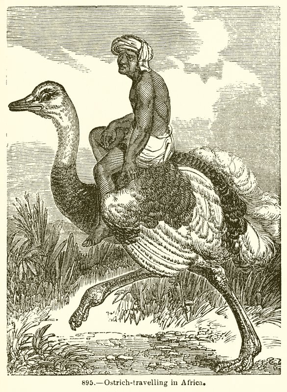 Ostrich-Travelling in Africa by English School