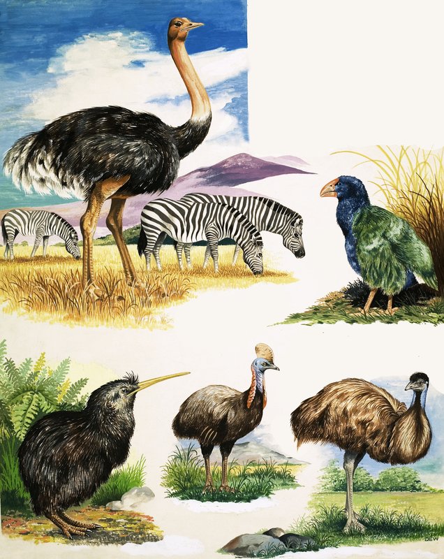 Ostrich, Kiwi, Cassowary, Emu and Takahe by English School