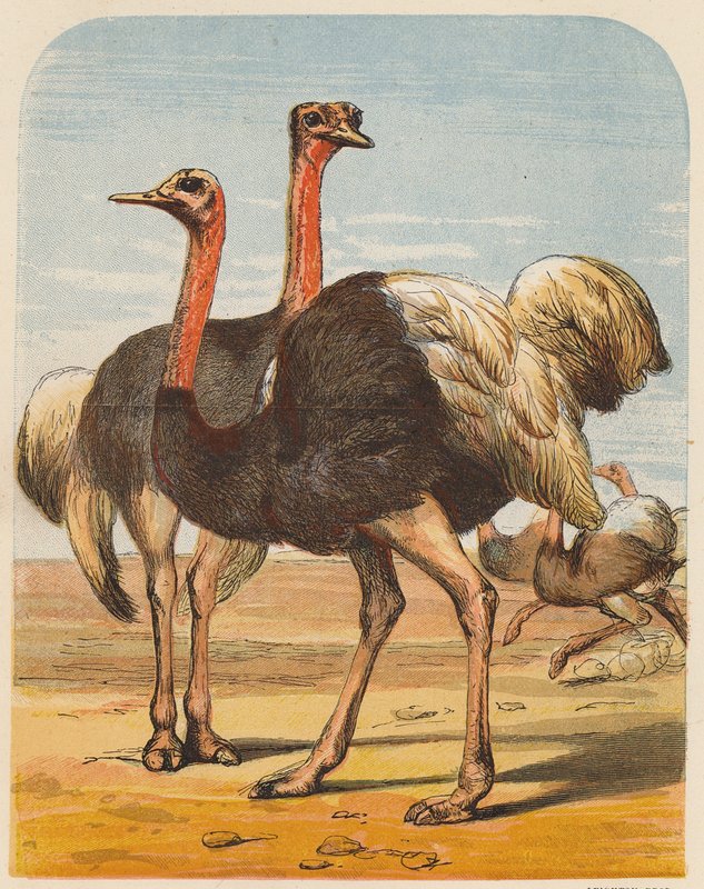 Ostriches by English School
