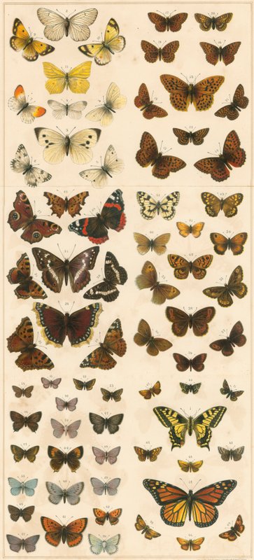 Our British Butterflies by English School