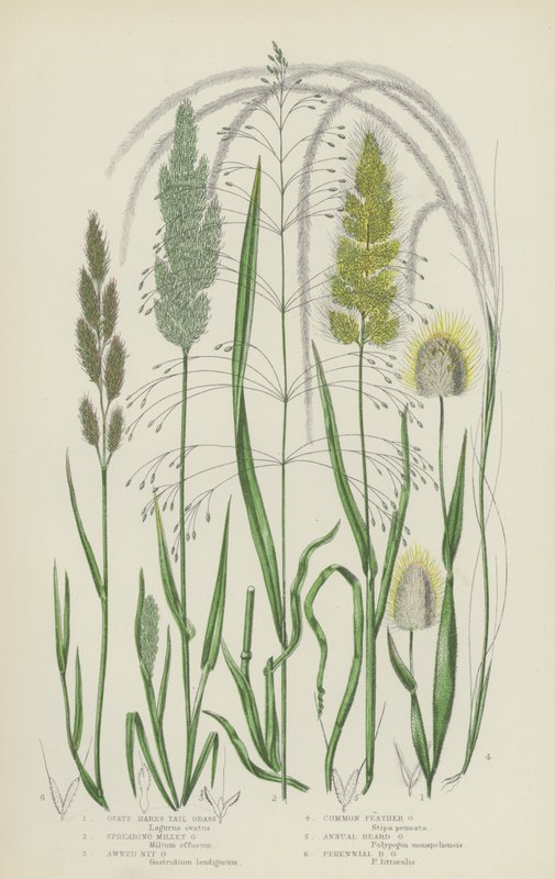 Ovate Hares Tail Grass, Spreading Millet Grass, Awned Nit Grass, Common Feather Grass by English School