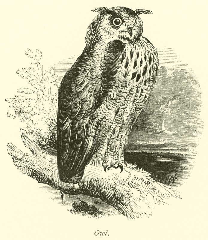Owl by English School