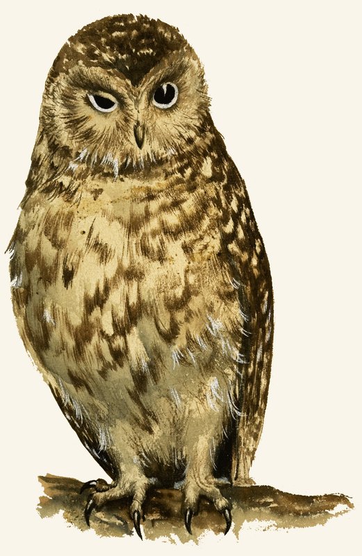 Owl by English School