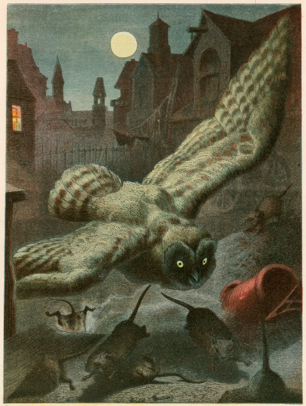 Owl hunting for rats by English School