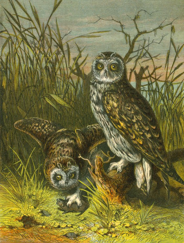 Owls by English School
