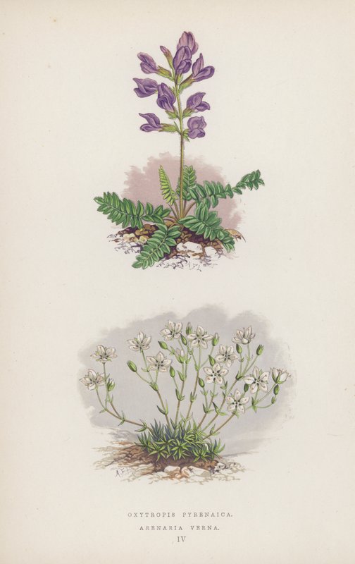 Oxytropis Pyrenaica; Arenaria Verna by English School