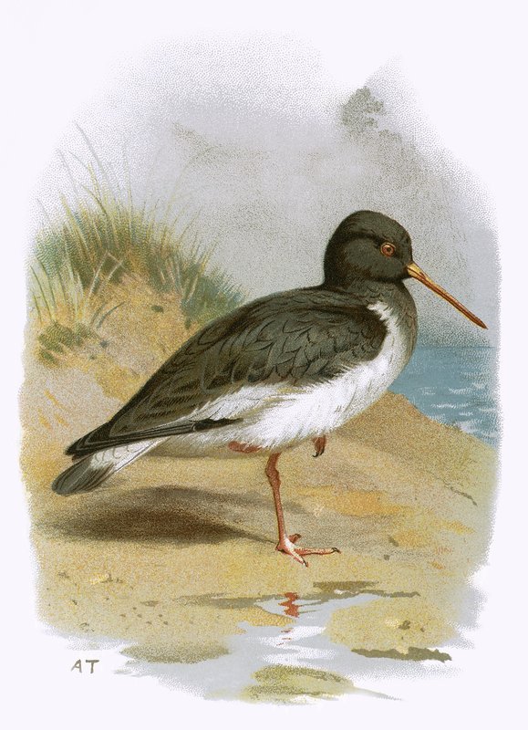 Oyster Catcher by English School
