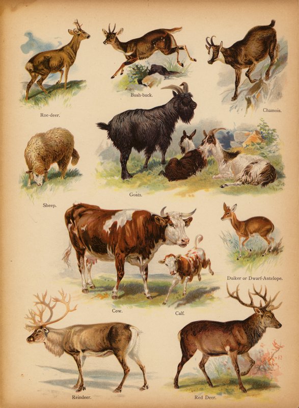 Page from The Little Folks’ Picture Natural History, c 1900 by English School