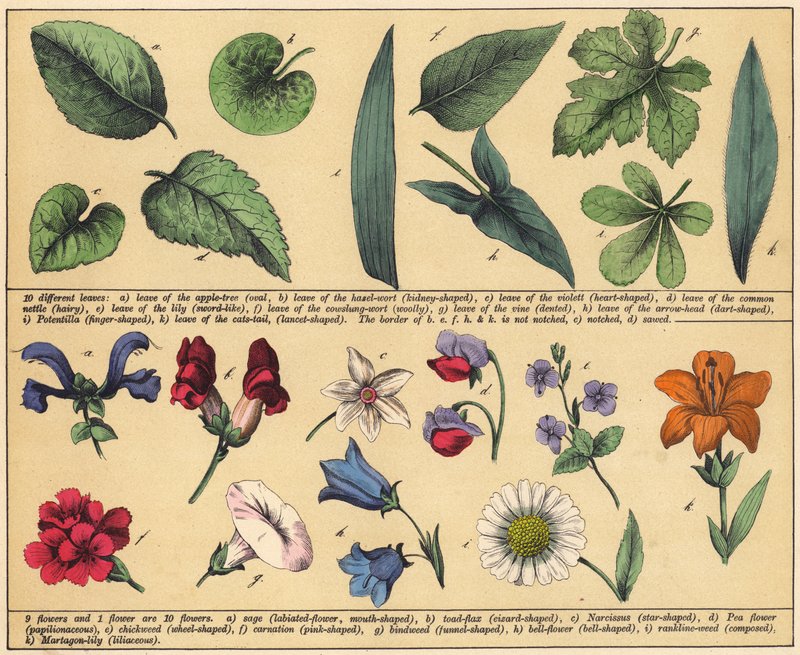 Page from The New Picture Book by English School