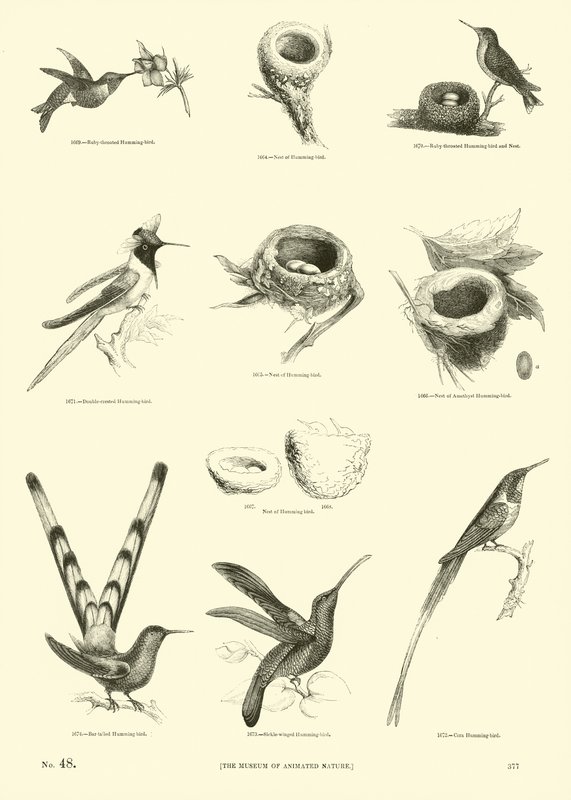 Page from The Pictorial Museum of Animated Nature by English School