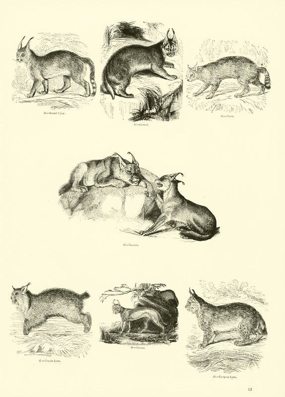 Page from The Pictorial Museum of Animated Nature by English School