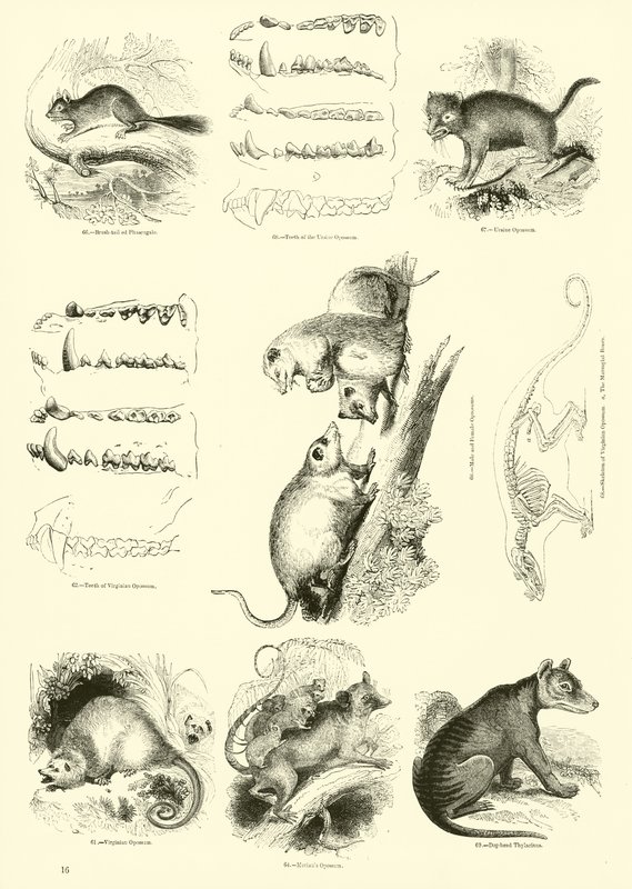 Page from The Pictorial Museum of Animated Nature by English School