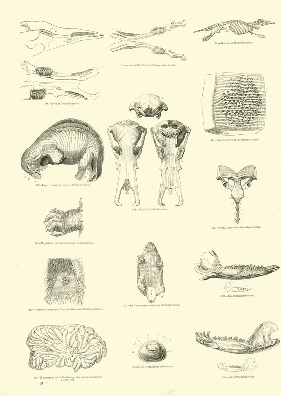 Page from The Pictorial Museum of Animated Nature by English School