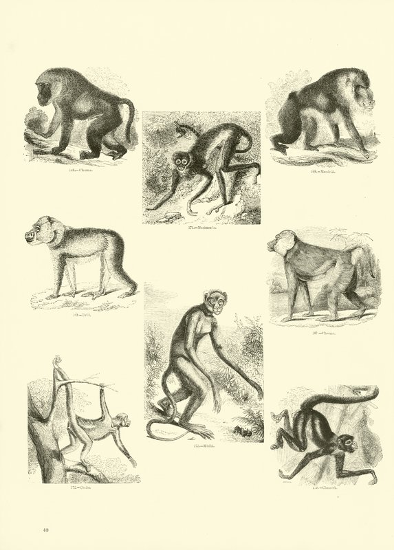 Page from The Pictorial Museum of Animated Nature by English School