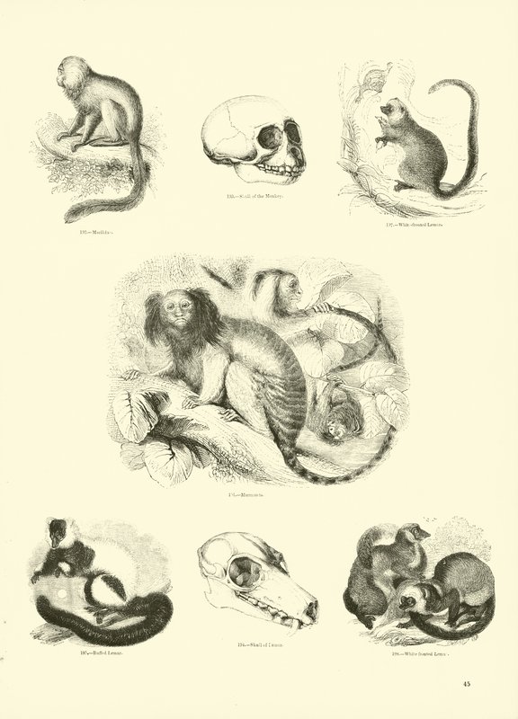 Page from The Pictorial Museum of Animated Nature by English School