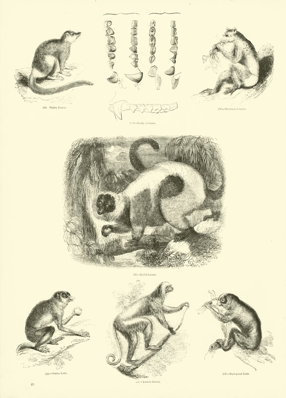 Page from The Pictorial Museum of Animated Nature by English School
