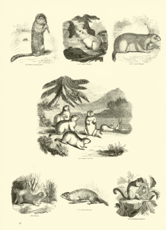 Page from The Pictorial Museum of Animated Nature by English School