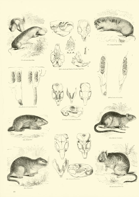 Page from The Pictorial Museum of Animated Nature by English School