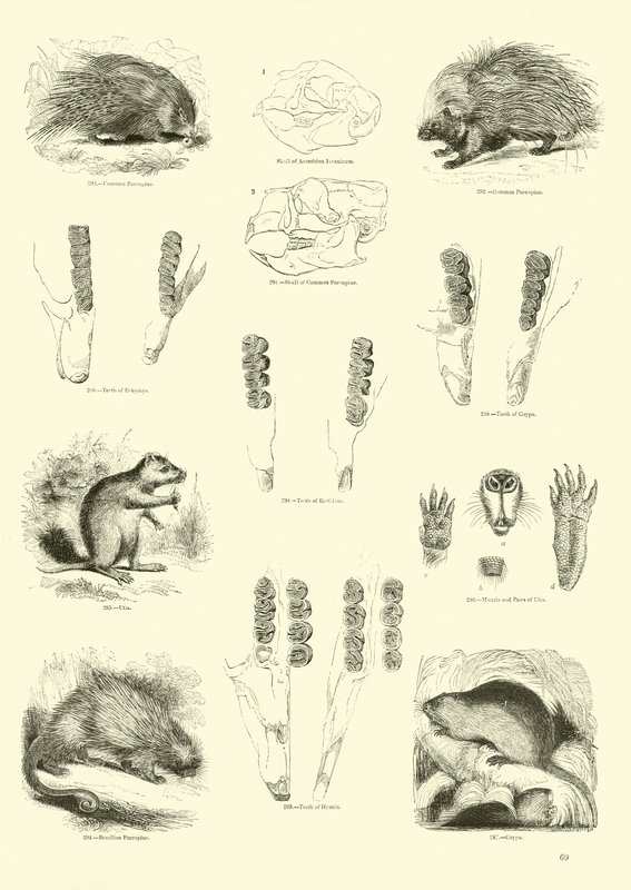 Page from The Pictorial Museum of Animated Nature by English School