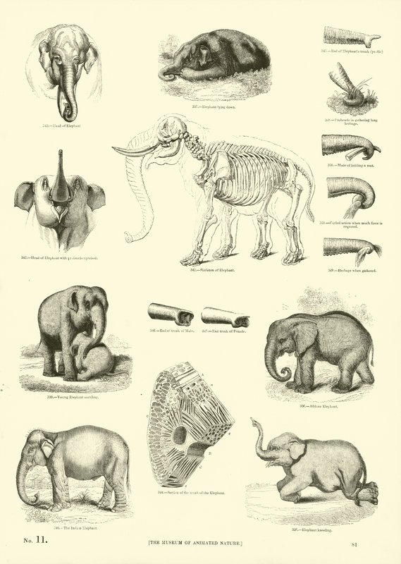 Page from The Pictorial Museum of Animated Nature by English School