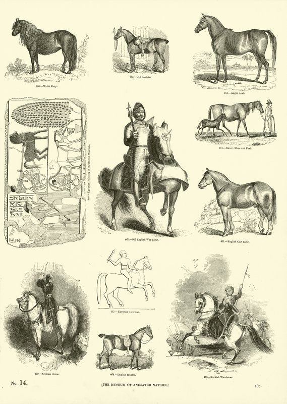 Page from The Pictorial Museum of Animated Nature by English School